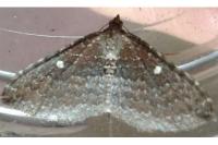 Nycterosea obstipata