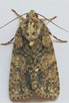 Acronicta rumicis/auricoma/menyanthidis/euphorbiae