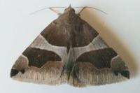 Dysgonia algira