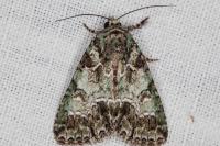 Polyphaenis sericata