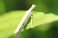 Agriphila geniculea