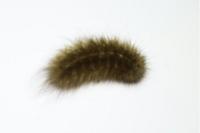 Phragmatobia fuliginosa