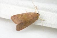 Cirrhia ocellaris