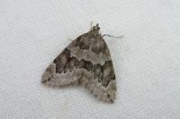 Thera juniperata