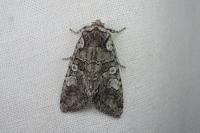 Dichonia aeruginea