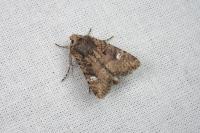 Dryobota labecula
