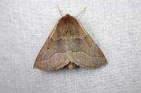 Crocallis tusciaria