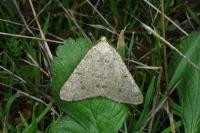 Isturgia miniosaria