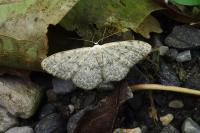 Scopula marginepunctata