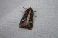 Trigonophora flammea