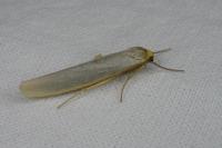 Eilema caniola