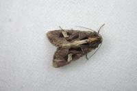 Trigonophora flammea