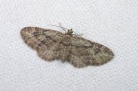 Eupithecia ericeata