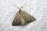 Onychora agaritharia