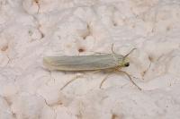 Eilema caniola
