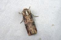 Agrotis catalaunensis