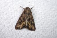 Mniotype solieri