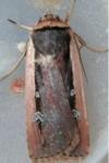 Ochropleura leucogaster