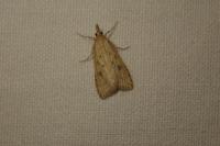 Udea numeralis