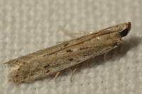 Phycitodes