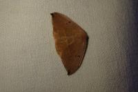 Watsonalla uncinula