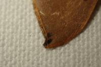 Watsonalla uncinula