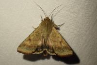 Helicoverpa armigera