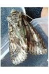 Allophyes oxyacanthae