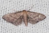 Idaea infirmaria