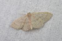 Idaea eugeniata