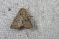 Hoplodrina ambigua