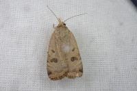 Noctua orbona