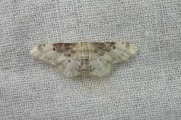 Idaea filicata