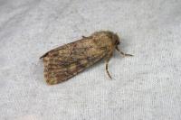 Luperina nickerlii