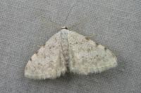 Scopula submutata roseonitens