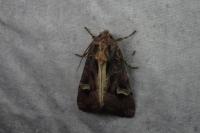 Trigonophora flammea