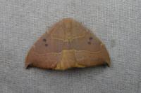 Watsonalla uncinula