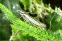Crambus pascuella