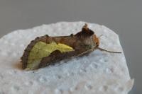 Thysanoplusia orichalcea