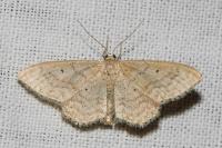 Idaea determinata