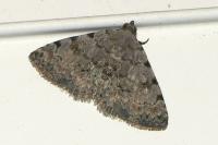 Metachrostis velox