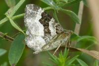 Epirrhoe alternata