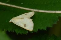 Rivula sericealis