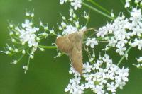 Endotricha flammealis