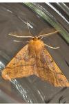 Colotois pennaria