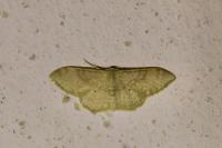 Idaea eugeniata
