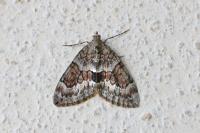 Thera variata