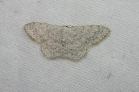 Scopula marginepunctata