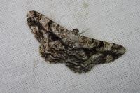 Peribatodes umbraria umbraria