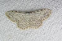 Scopula submutata roseonitens